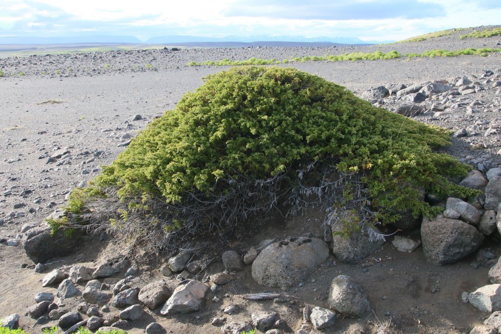 Einirinn á Hólasandi hefur lifað af þá gróðureyðingu sem þar olli því að mestallur gróður eyddist á 19. öld og í byrjum þeirrar tuttugustu. Sums staðar er lítinn annan gróður að sjá þar sem einirinn vex en lúpína, birki, lerki og fleiri plöntutegundir eru smám saman að klæða sandinn að nýju. Ljósmynd: Pétur Halldórsson