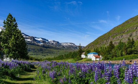 Mynd Joe deSousa af Unsplash.