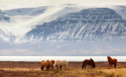uis ex tellus, mollis non congue vel, suscipit et enim.